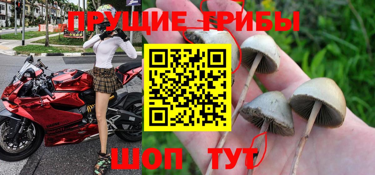 Мценск  Галлюциногенные грибы Psilocybine cubensis  где продают наркотики  Галлюциногенные грибы Psilocybine cubensis  Вход с VPN 